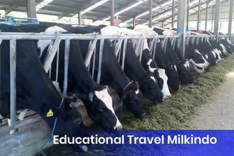 Educational Travel Milkindo